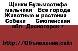 Щенки Бульмастифа мальчики - Все города Животные и растения » Собаки   . Смоленская обл.,Десногорск г.